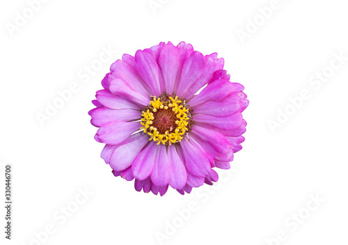 Flowers are separate on a white background. There are red  pink  yellow  purple  and white  zinnia flowers.