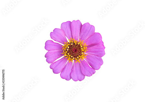 Flowers are separate on a white background. There are red, pink, yellow, purple, and white zinnia flowers.