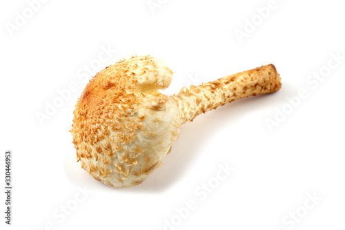 Honey agaric mushroom (Pholiota squarrosa variety)
