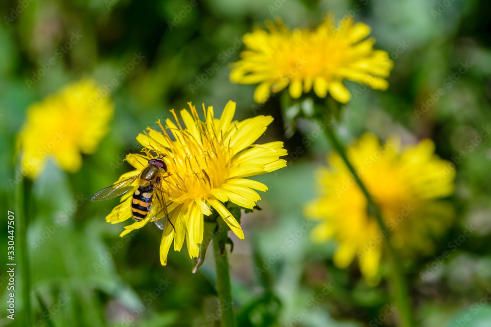 Hoverfly collects nectar on dandelion flowers Hoverfly collects nectar on dandelion flowers