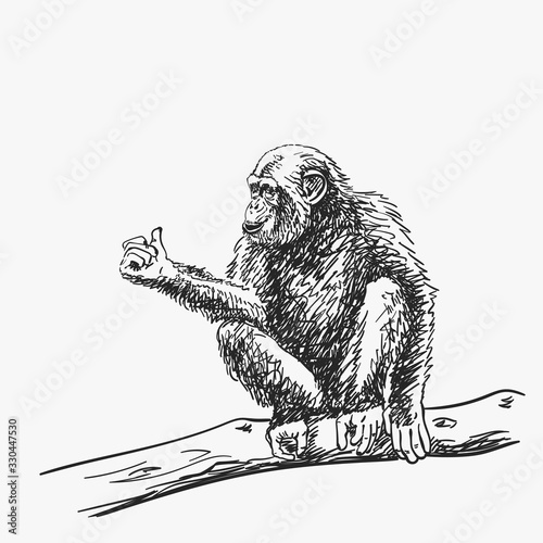 Fotografie, Obraz Chimpanzee with arm showing thumb up sitting on tree branch, isolated vector ske