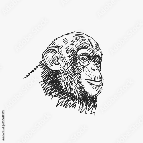 Fototapet Young chimpanzee portrait, isolated vector sketch, Hand drawn illustration