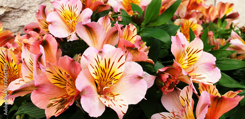 Bouquet of orange and pink flowers Alstroemeria. Panorama. photo