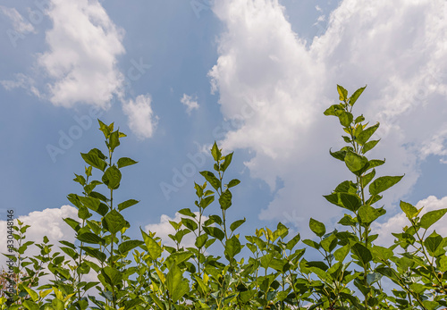 Young leaf of mulberry and blue sky