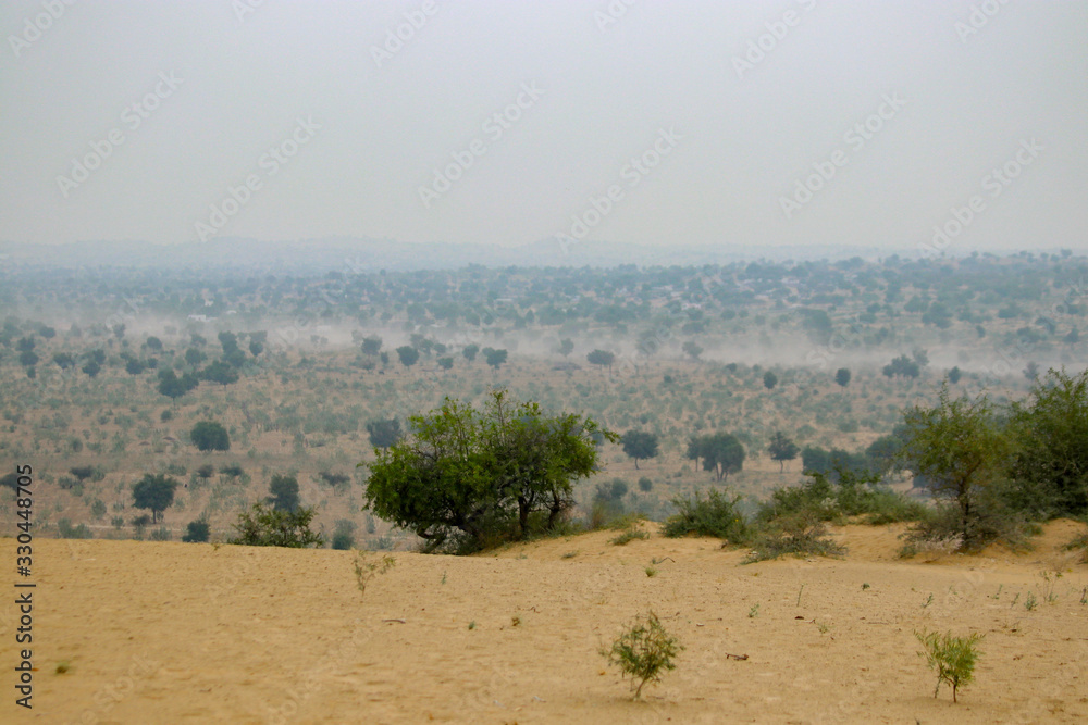 tree in the desert