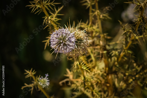 sharp wild flower 