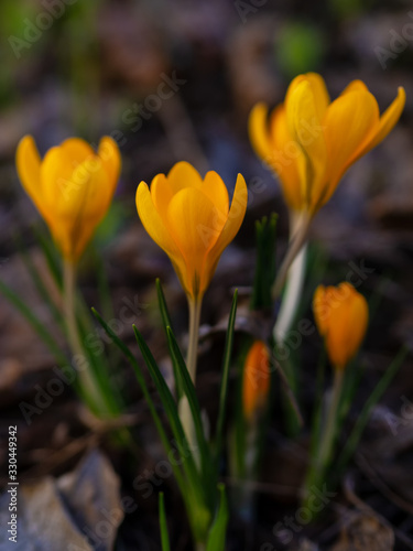Yellow crocuses in the early spring at the cottage