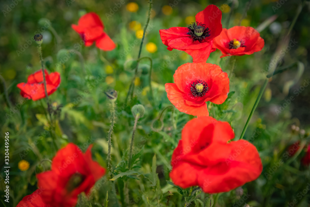 Fototapeta premium red poppies in a field