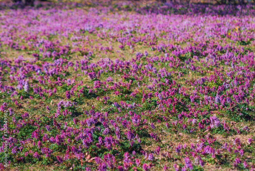 flowers of spring fumewort. Corydalis solida flowers of spring fumewort. Corydalis solida