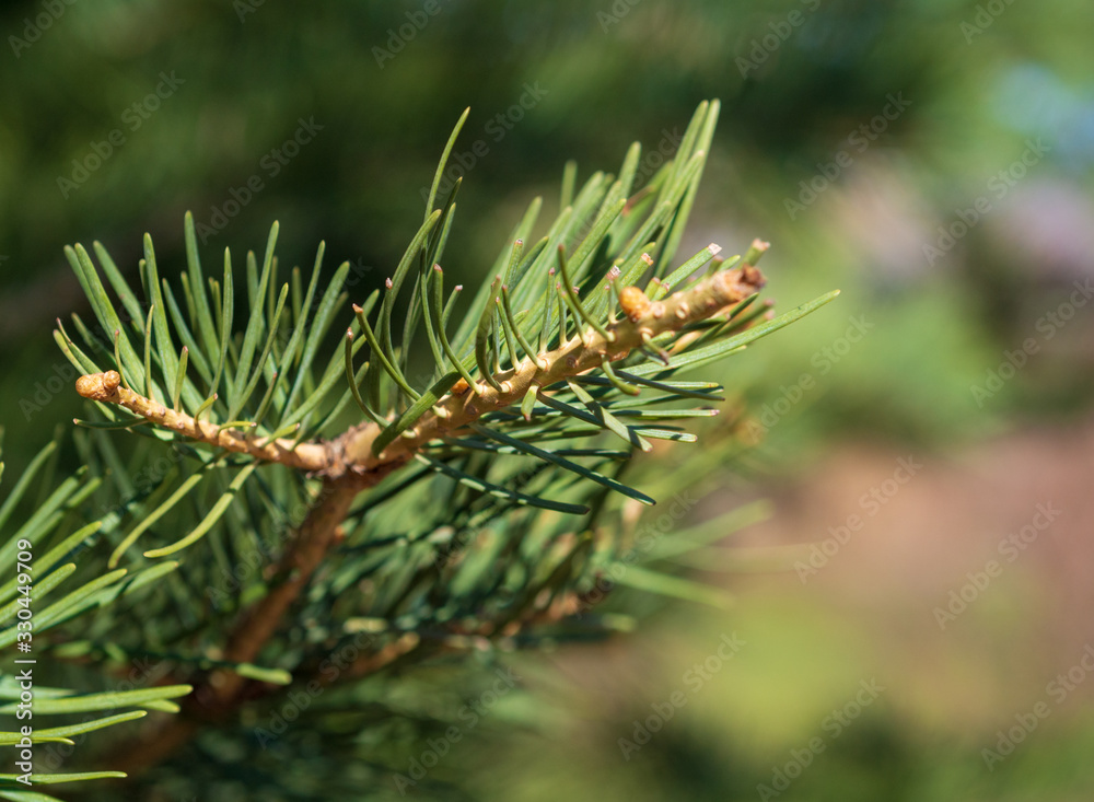 Coniferous tree branch with water drops. Macro shot Coniferous tree branch with water drops. Macro shot