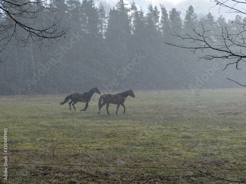 landscape with horse silhouettes in a snowstorm