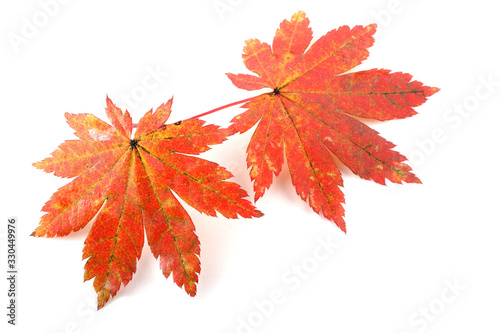 Two orange maple leaves