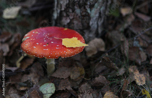 Toxic and hallucinogen mushroom Fly Agaric in grass on autumn forest background.