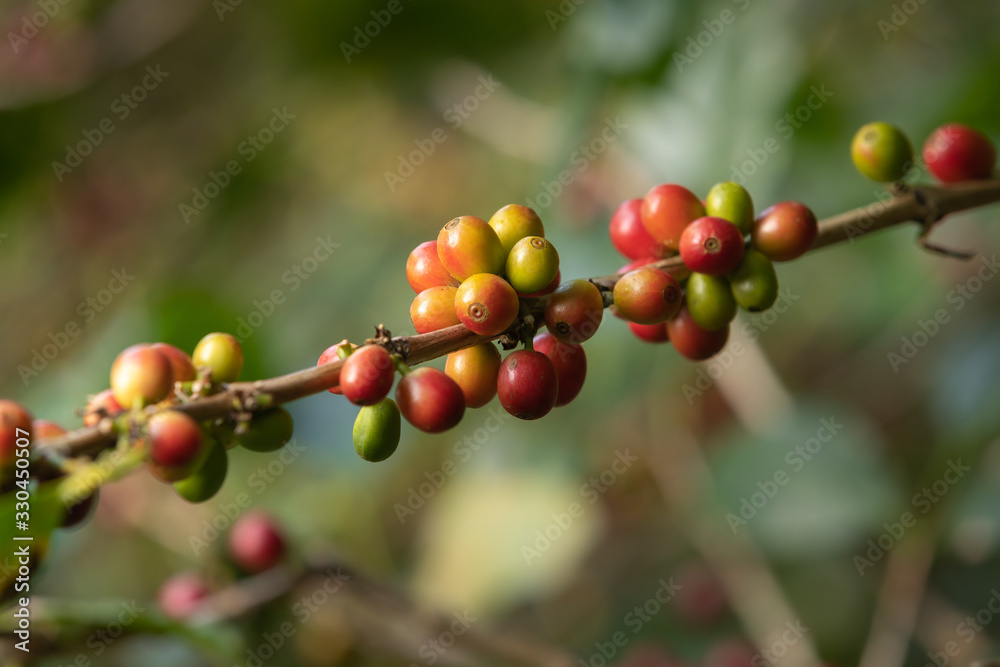 Kaffestrauch (Coffea arabica) in Costa Rica Kaffestrauch (Coffea arabica) in Costa Rica