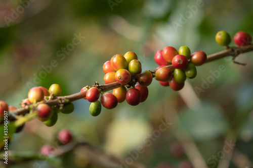 Kaffestrauch (Coffea arabica) in Costa Rica