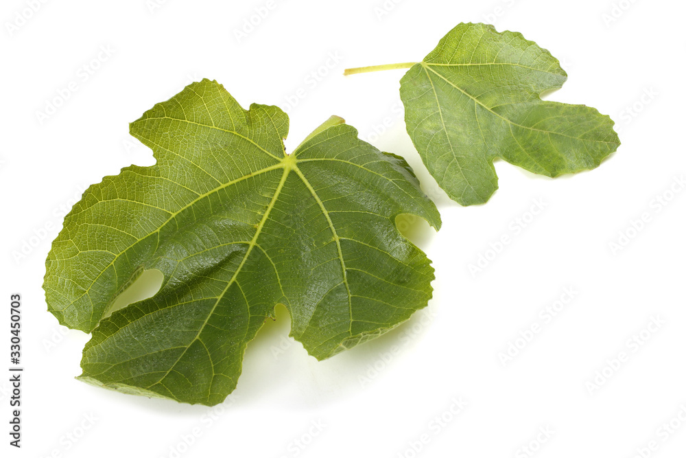 Obraz premium Two fig leaves