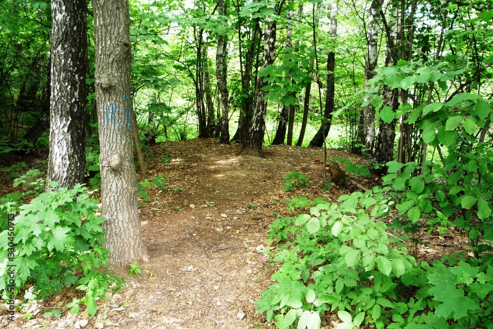 path in the forest path in the forest