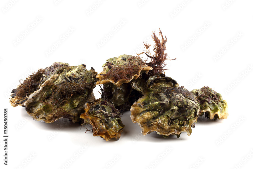 Oysters