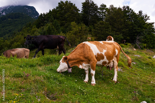 Cows grazing after the transhumance, Slovenia © bepsphoto