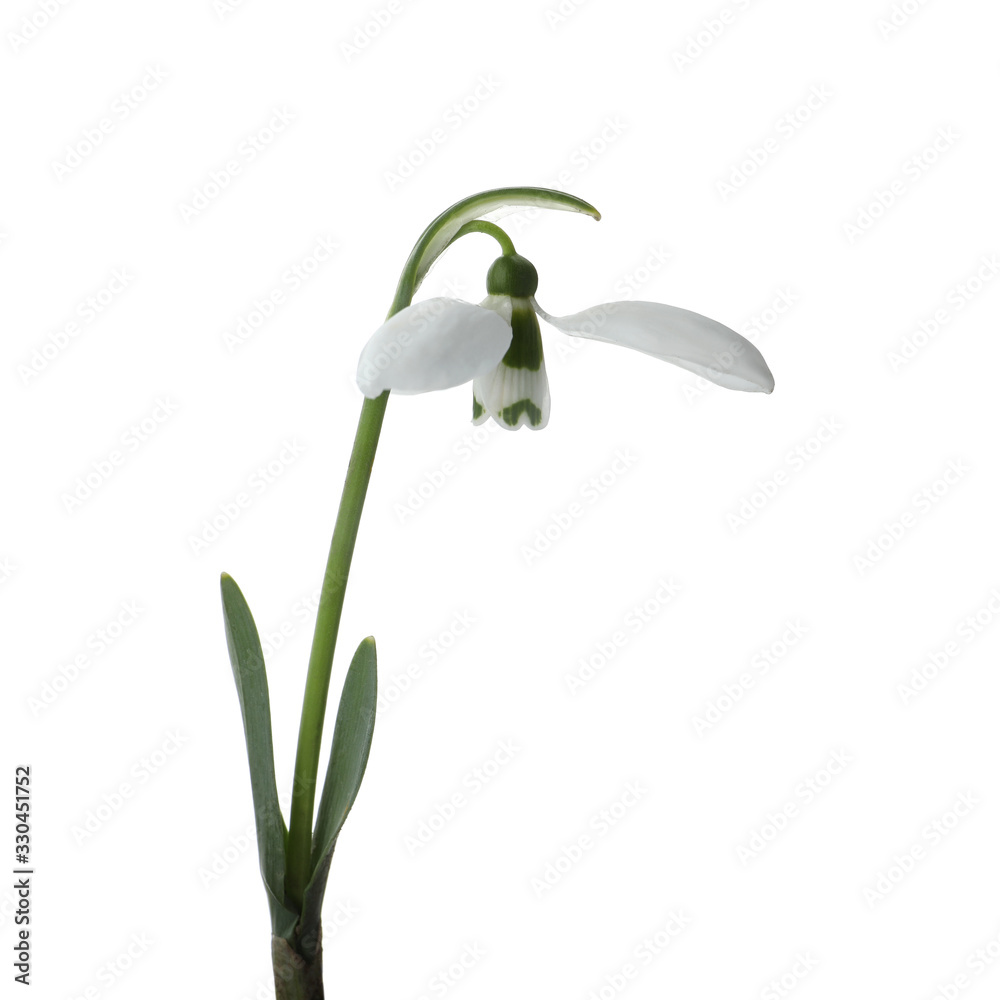 Obraz premium Beautiful snowdrop isolated on white. Spring flower