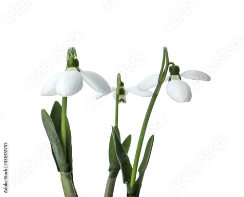 Beautiful snowdrops isolated on white. Spring flowers