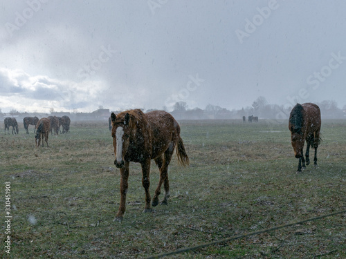 blurred landscape with a herd of horses in a snowstorm