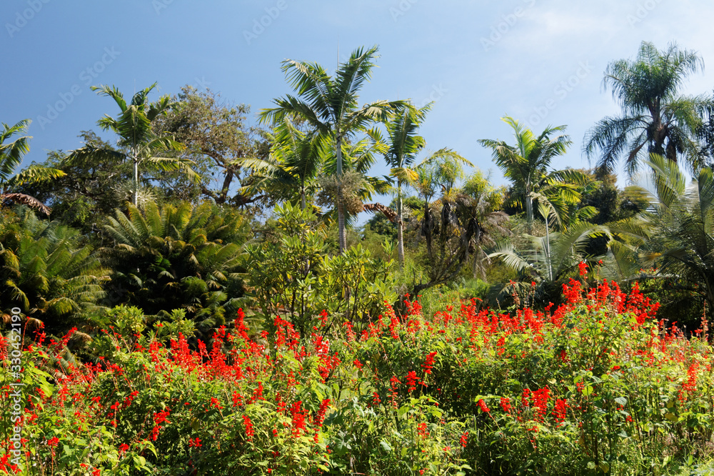 Park z roślinami tropikalnymi