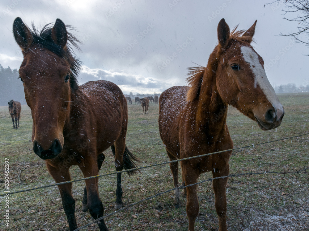 portraits of horses in a snowstorm portraits of horses in a snowstorm