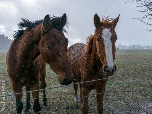 portraits of horses in a snowstorm