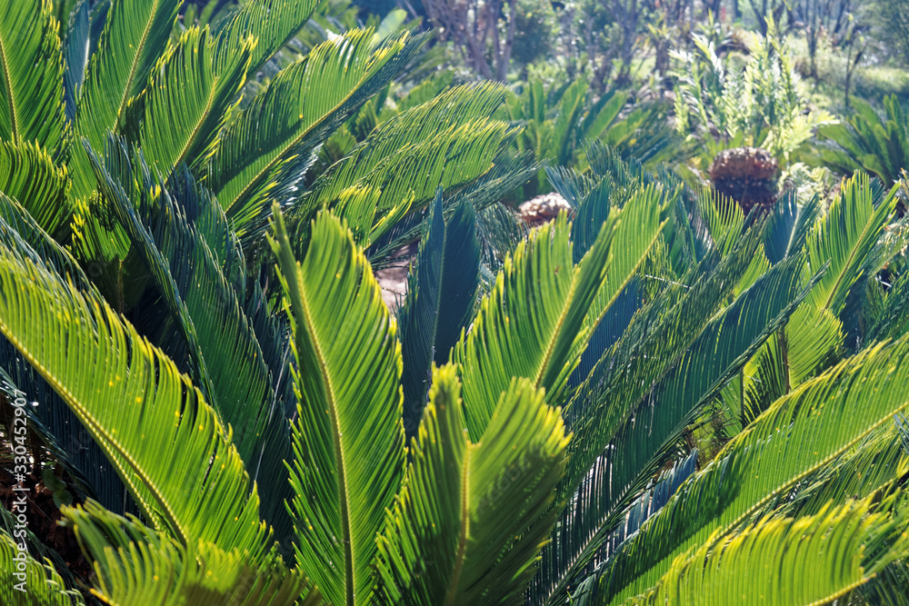 Obraz premium Park z roślinami tropikalnymi