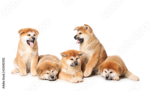 Cute Akita Inu puppies on white background. Baby animals
