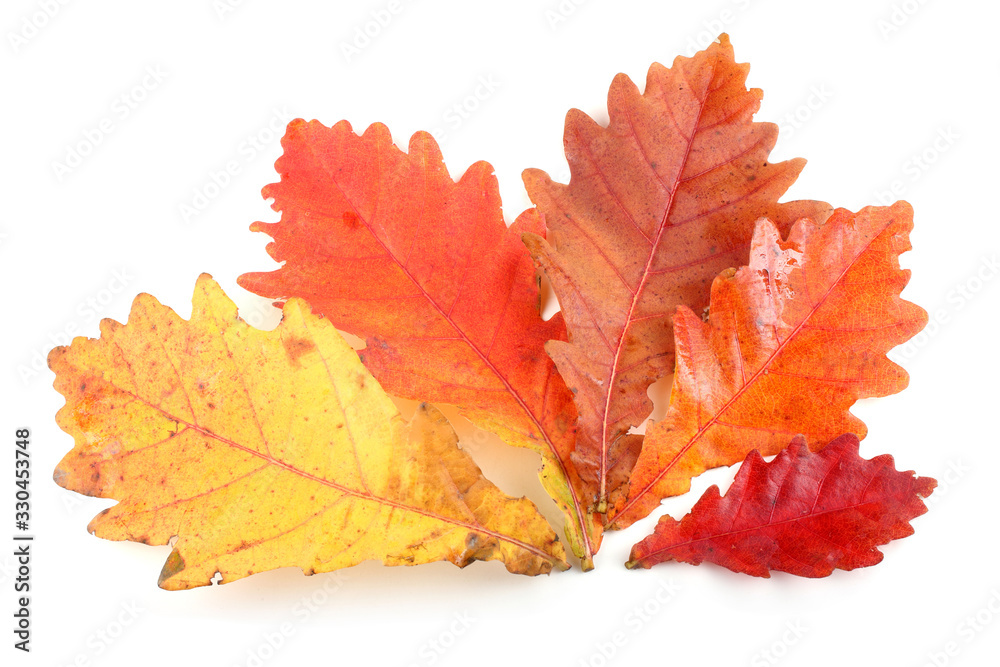 Autumn oak leaves Autumn oak leaves
