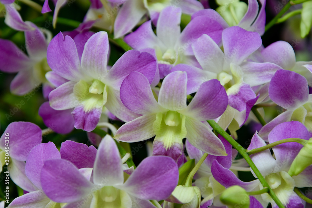 prachtvolle Orchideen