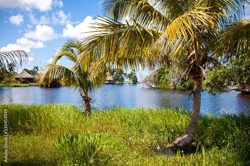 Palm trees on the shore of the lake, Guama village, Zapata National Park, Cuba