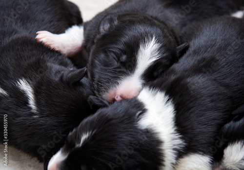 Adorable newborn border collie puppy lying in puppy pile