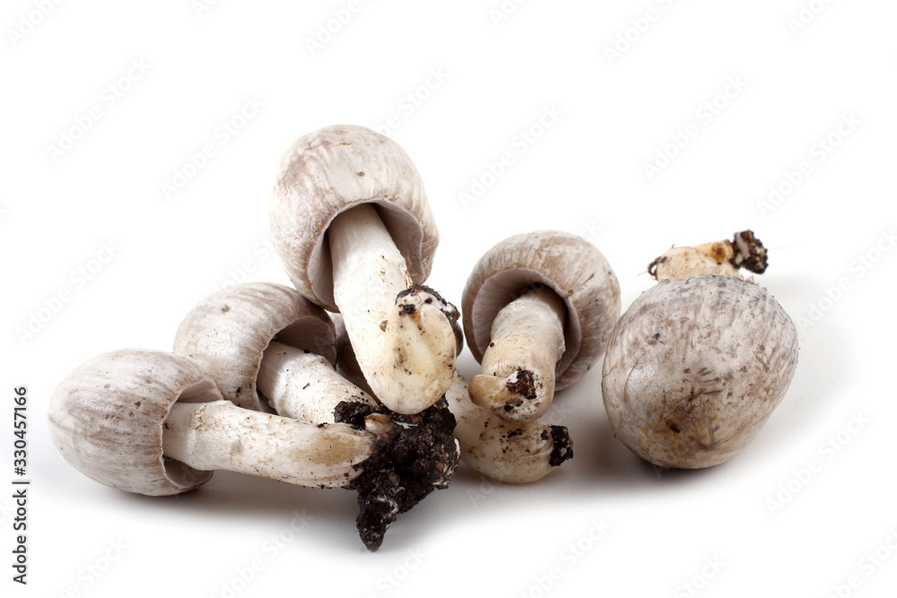 Coprinopsis atramentaria (Inky cap). Chinese medicine use this mushroom. Incompatible with alcohol. Coprinopsis atramentaria (Inky cap). Chinese medicine use this mushroom. Incompatible with alcohol.