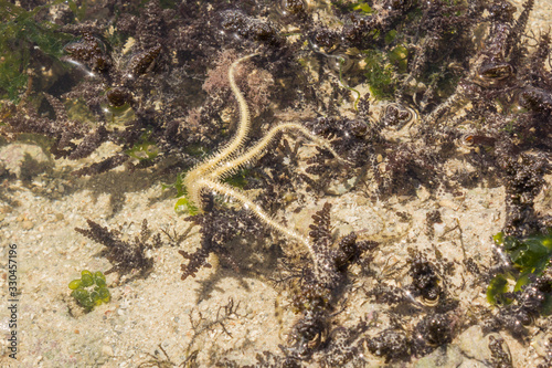 Ophiura albida is a species of brittle star in the Tanzania © skynex