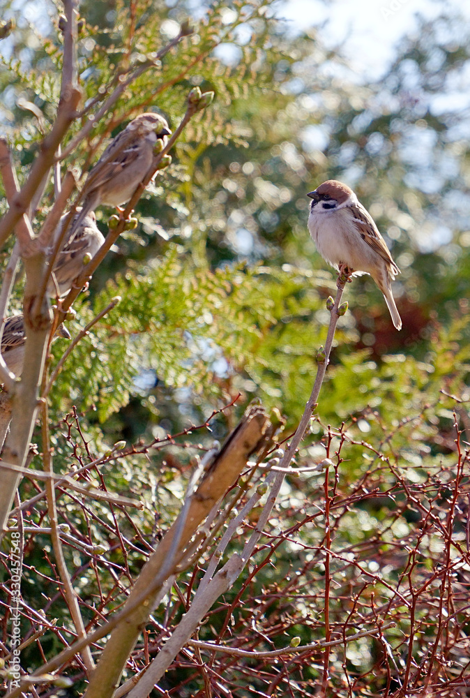Eurasian tree sparrow (Passer montanus) on the branch Eurasian tree sparrow (Passer montanus) on the branch