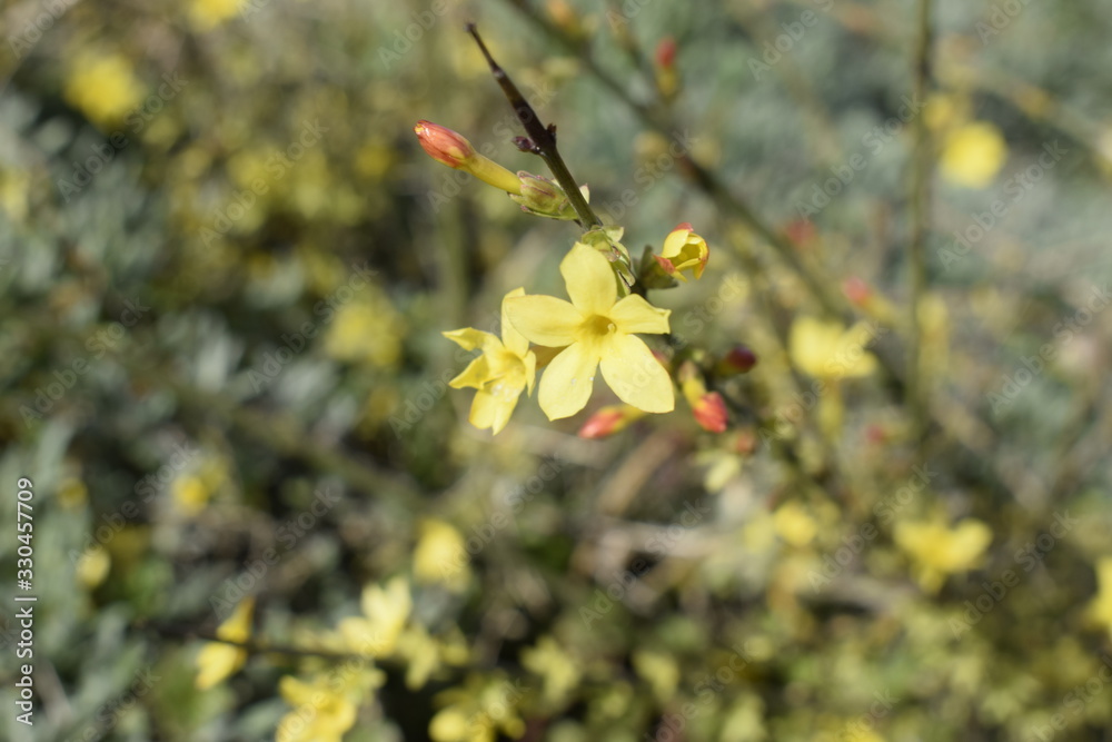 Forsythia beautiful flowering shrub with small yellow flowers. Forsythia beautiful flowering shrub with small yellow flowers.