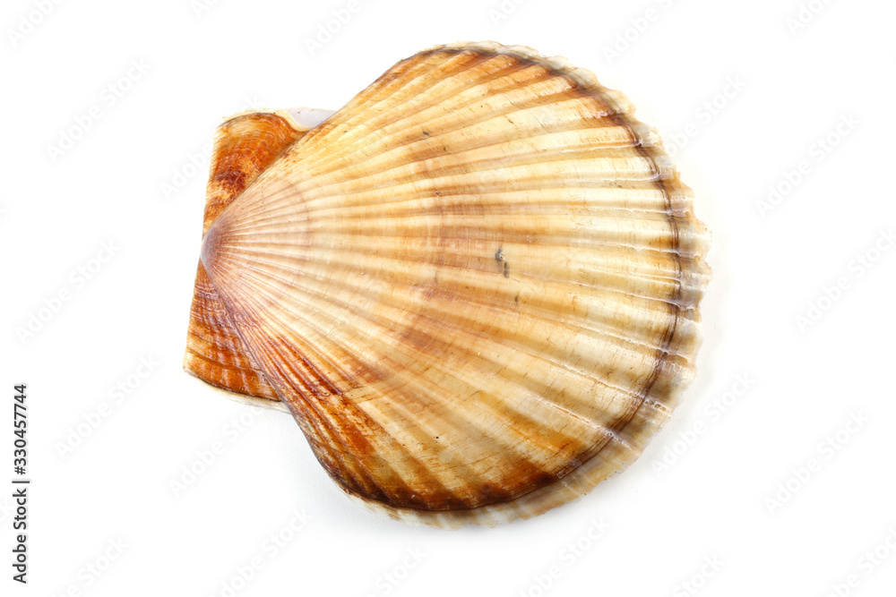 Scallop