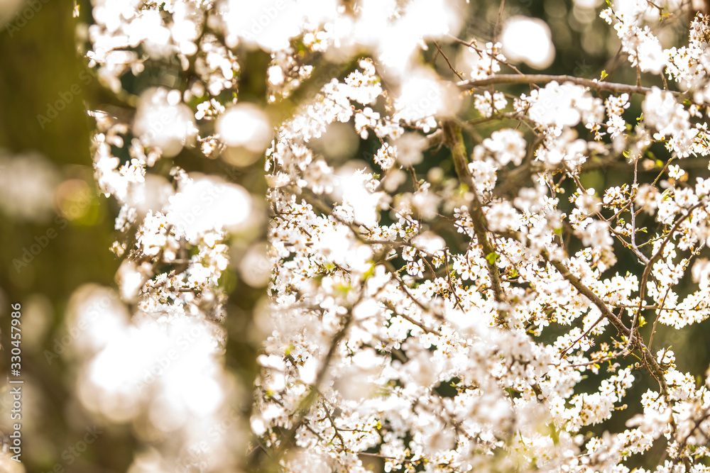 wild mirabelle blossom in springtime wild mirabelle blossom in springtime