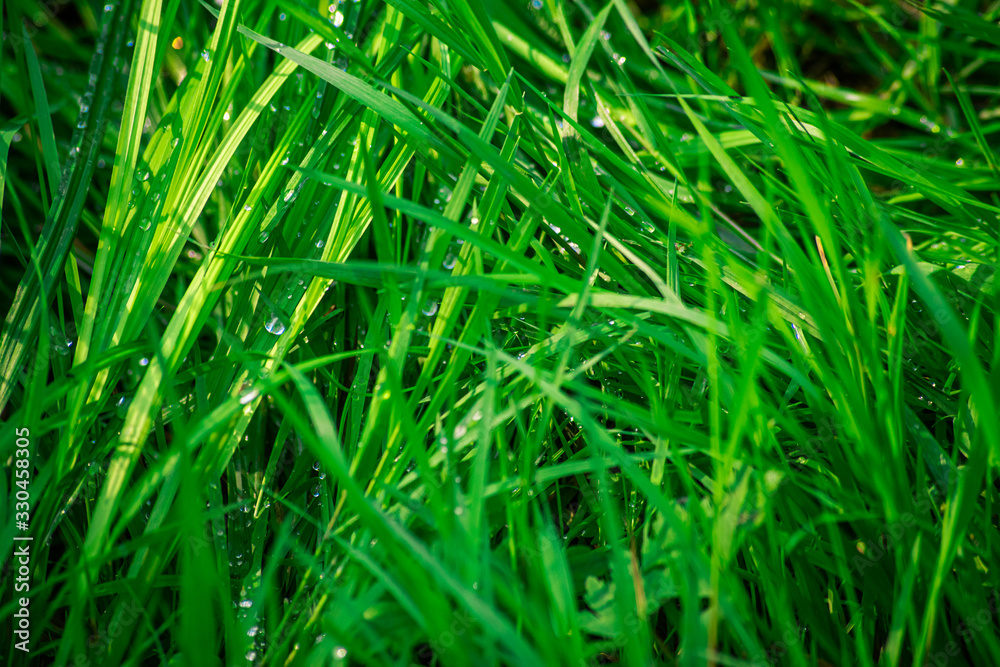 Shiny drops on the green grass Shiny drops on the green grass