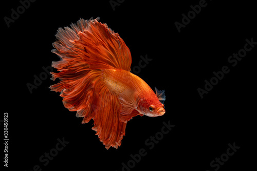 Fotografía The moving moment beautiful of red siamese betta fish or fancy betta splendens fighting fish in thailand on black background