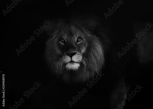 Portrait große Katze, direkter Blick von einem Löwen- sw