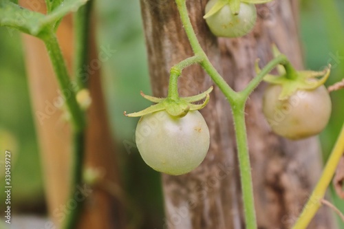 Green Wild tomatoes in a garden,