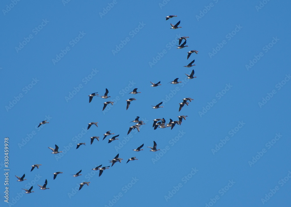 A flock of wild geese are flying in the sky. Bird protection.