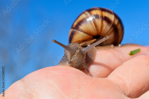 cornu aspersum, garden snail on hand in macro close-up blue blurred background photo