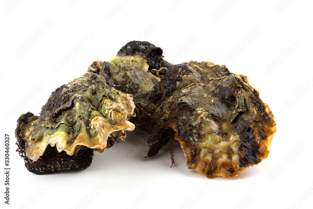 Oysters