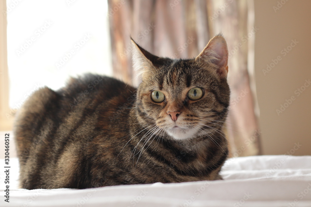 portrait of a cute mature family pet Tabby striped cat resting on a linen bed sheets in a bright room in the family home, Australia