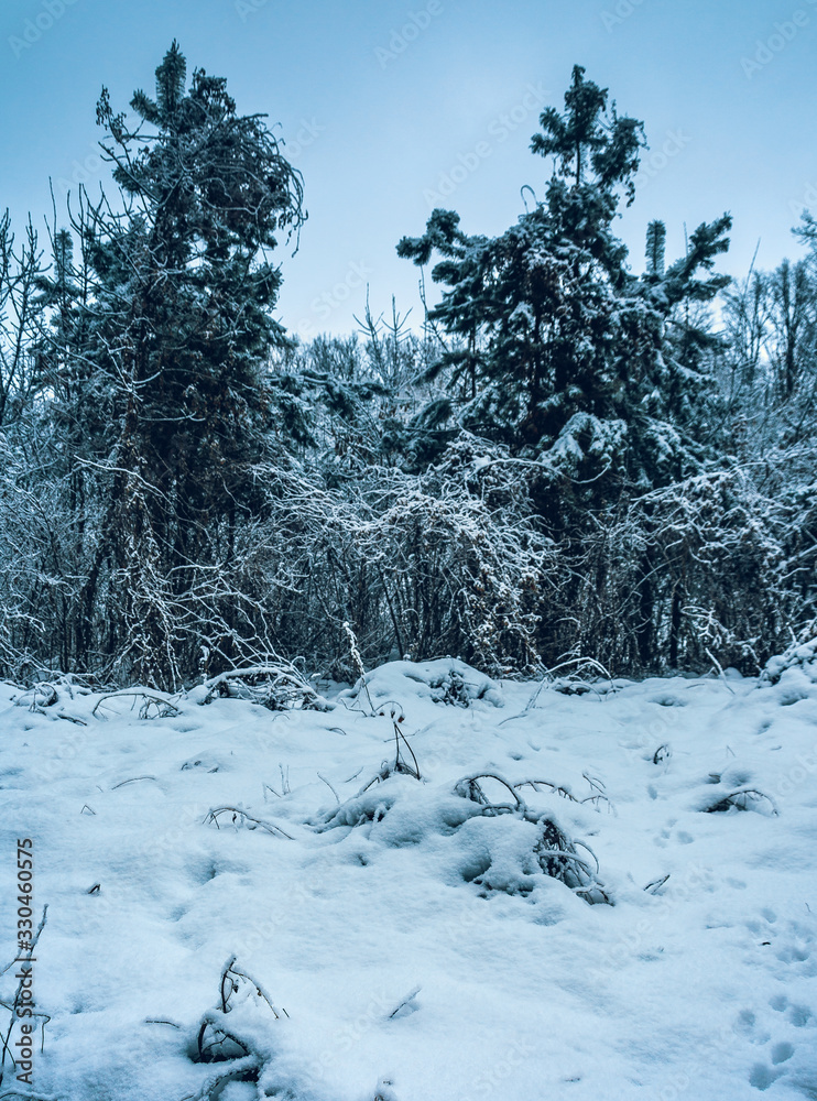 Obraz premium Winter forests